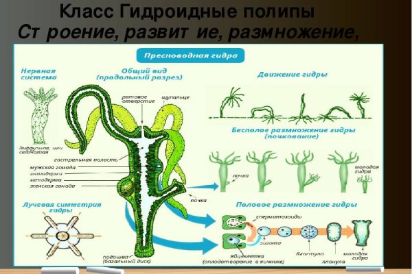 Гидра альтернатива