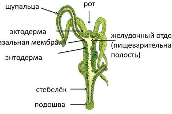 Гидра альтернатива