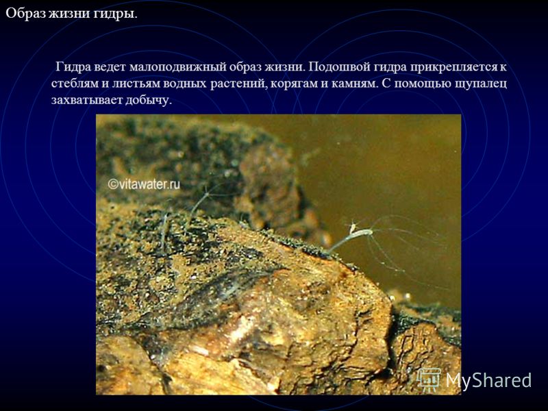 Kra46at