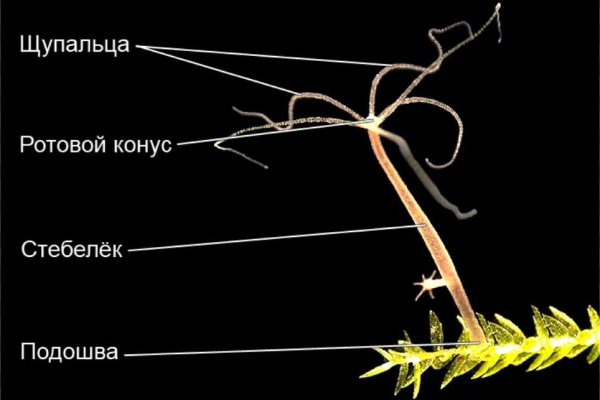Кракен маркетплейс ссылка на сайт